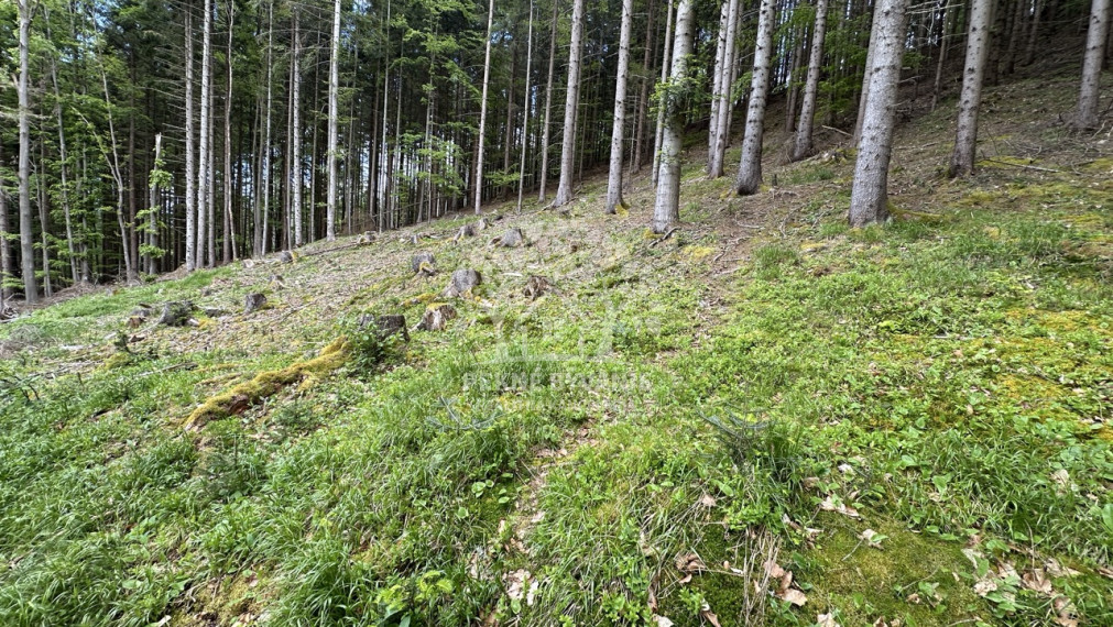 Výrazne znížená cena, chata v lese na predaj Nemecká