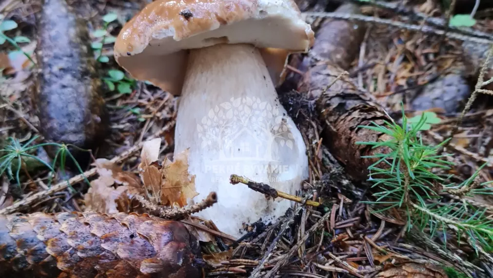 ZNÍŽENIE CENY- PREDAJ: 2i apartmán 57,57m2 pod lyž.vlekom Čierny Balog