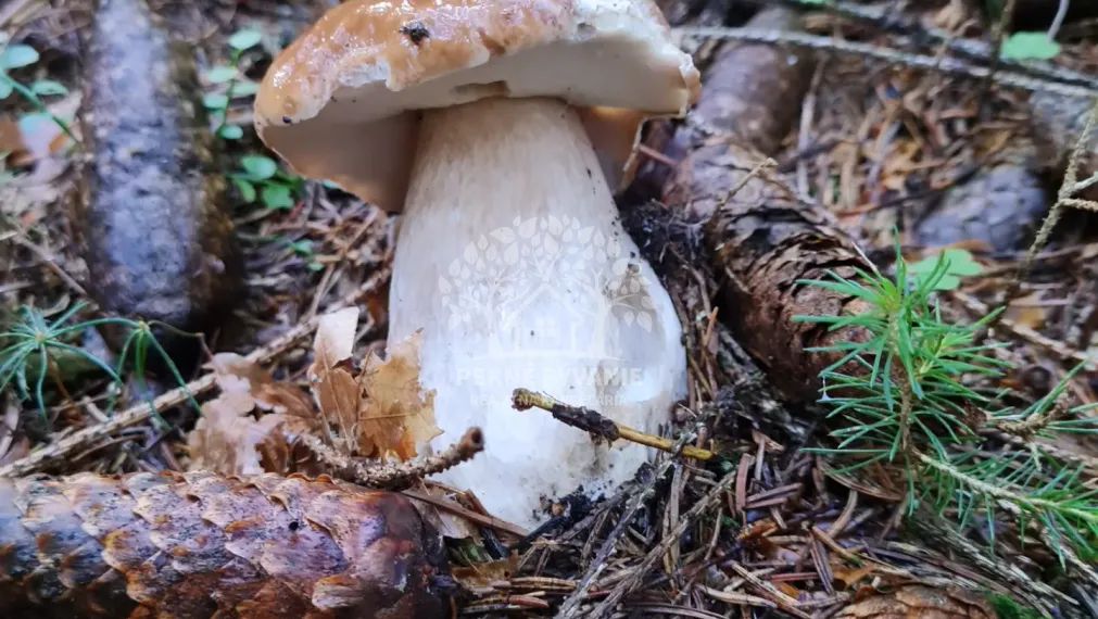 ZNÍŽENÁ CENA - PREDAJ: 3i apartmán 69,67m2 pod lyž.vlekom Čierny Balog