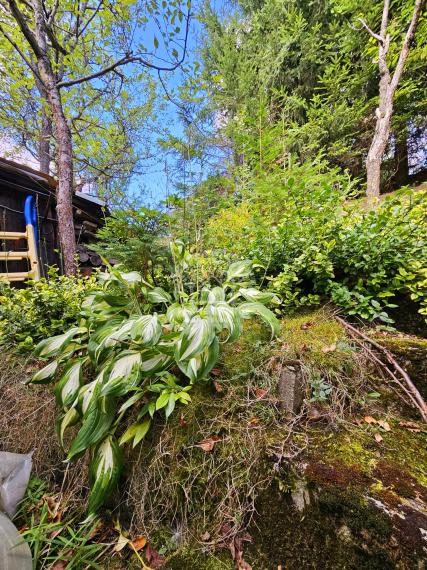 ZNÍŽENÁ CENA -PREDAJ: záhradná chatka Padličkovo (Brezno)