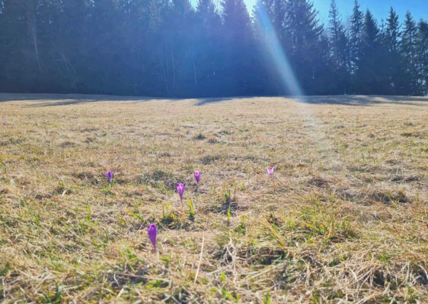 PREDAJ: parcely v Lome nad Rimavicou 37053m2