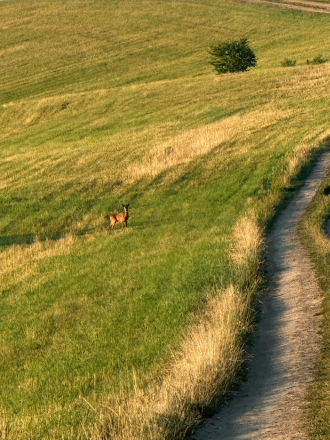 Jedinečný pozemok v Rohoznej na predaj - fotografia 6