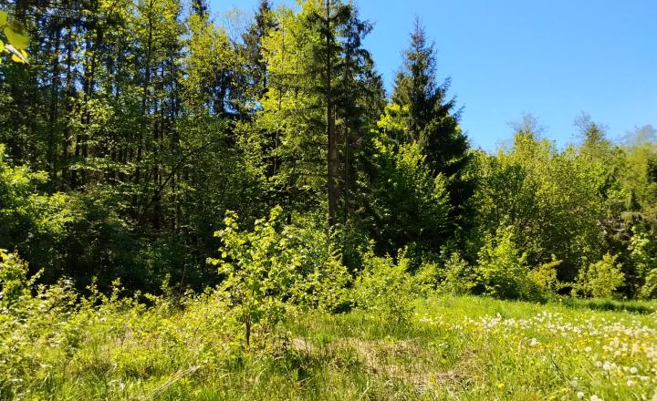 Pozemok v rekreačnej oblasti Krpáčovo-Tále - fotografia 14